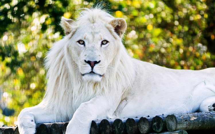 хищник, лев, зоопарк, царь зверей, белый лев, predator, leo, zoo, the king of beasts, white lion