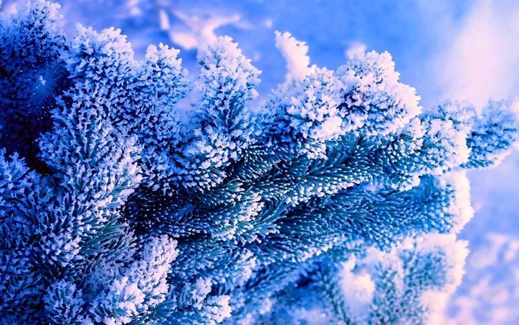 снег, природа, елка, зима, иней, синий фон, голубая ель, snow, nature, tree, winter, frost, blue background, blue spruce
