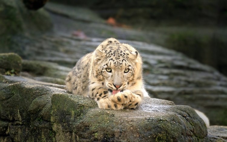 камни, хищник, большая кошка, отдых, снежный барс, лежа, stones, predator, big cat, stay, snow leopard, lying