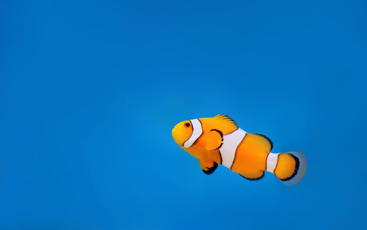 вода, океан, клоун, рыба, подводный мир, рыба-клоун, water, the ocean, clown, fish, underwater world, clown fish