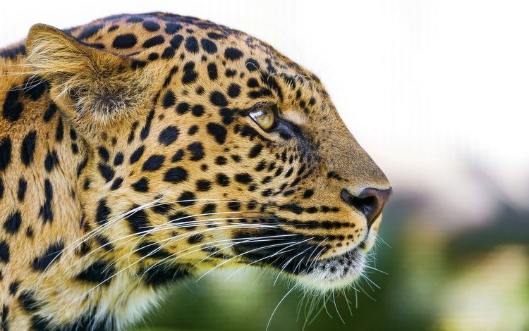 морда, леопард, хищник, профиль, большая кошка, face, leopard, predator, profile, big cat