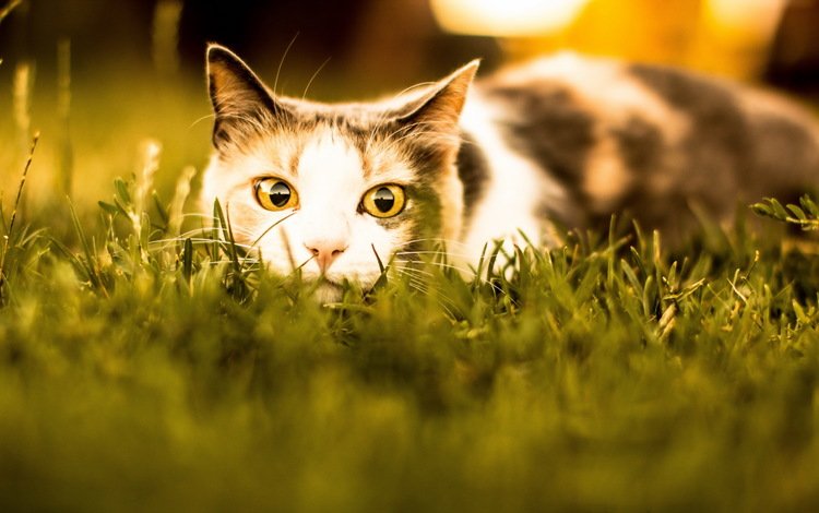 трава, усы, кошка, взгляд, засада, трехцветная, желтые глаза, grass, mustache, cat, look, ambush, tri-color, yellow eyes