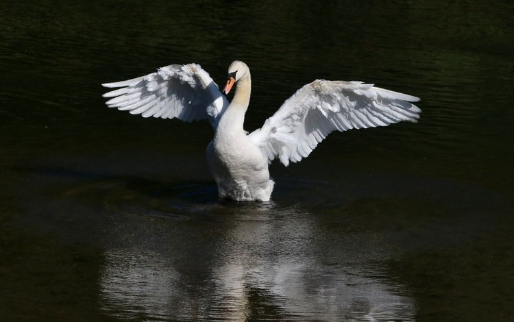 вода, крылья, птица, клюв, перья, лебедь, water, wings, bird, beak, feathers, swan