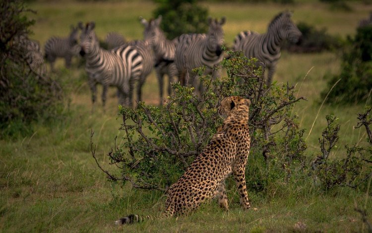 кусты, африка, охота, гепард, дикая кошка, наблюдение, кения, зебры, the bushes, africa, hunting, cheetah, wild cat, observation, kenya, zebra