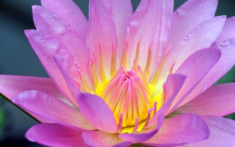 цветок, лепестки, кувшинка, розовый цветок, водная лилия, flower, petals, lily, pink flower, water lily