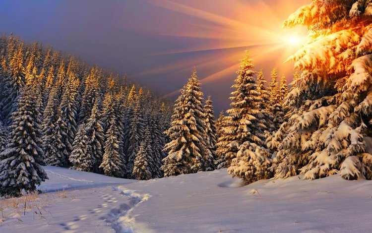 деревья, пейзаж, солнце, следы, снег, ели, природа, лес, закат, зима, лучи, trees, landscape, the sun, traces, snow, ate, nature, forest, sunset, winter, rays