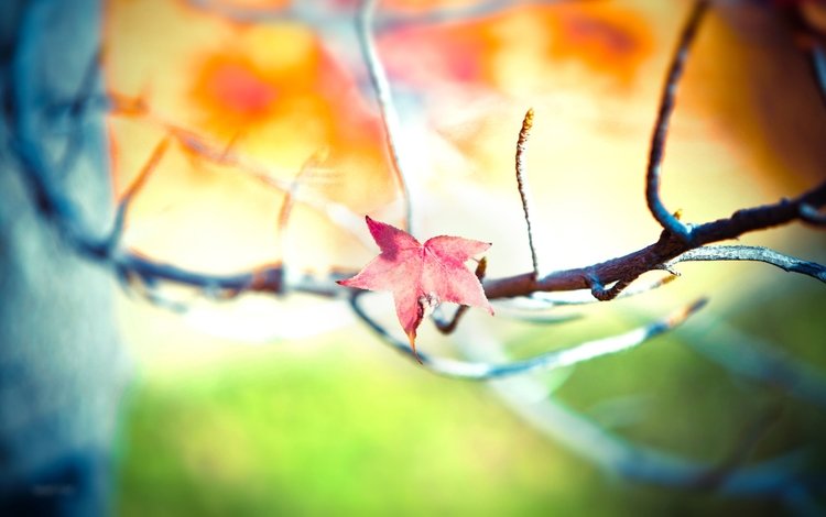 ветка, дерево, листья, фон, осень, размытость, branch, tree, leaves, background, autumn, blur