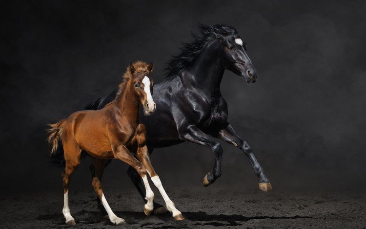 лошадь, фон, лошади, кони, пыль, бег, жеребенок, horse, background, horses, dust, running, foal
