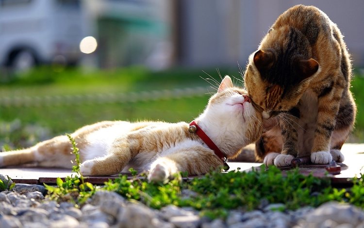 животные, кот, кошка, любовь, пара, animals, cat, love, pair