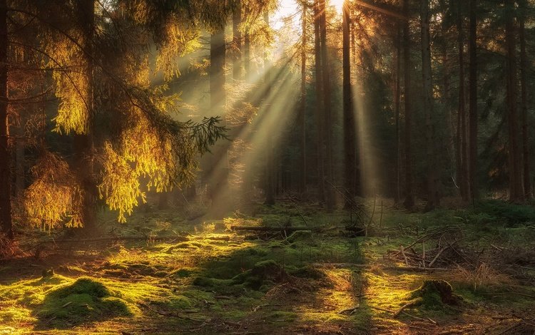 свет, деревья, природа, лес, лучи, солнечные лучи, light, trees, nature, forest, rays, the sun's rays