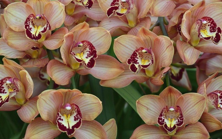 цветы, макро, экзотика, орхидеи, flowers, macro, exotic, orchids