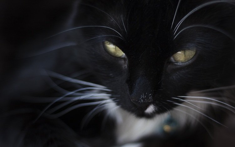 морда, кот, шерсть, кошка, чёрная кошка, желтые глаза, face, cat, wool, black cat, yellow eyes