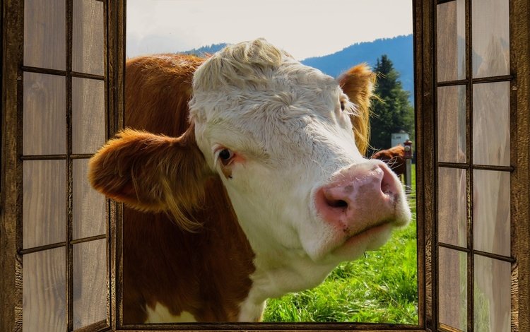 морда, окно, любопытство, корова, ферма, face, window, curiosity, cow, farm