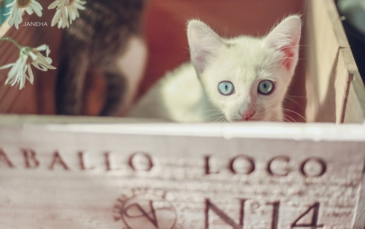 мордочка, взгляд, котенок, ромашки, голубые глаза, ящик, белый котёнок, muzzle, look, kitty, chamomile, blue eyes, box, white kitten