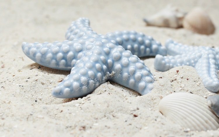 берег, песок, ракушки, ракушка, морская звезда, морские звезды, shore, sand, shell, starfish