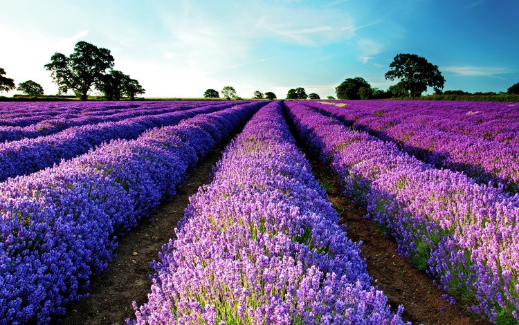 небо, природа, поле, лаванда,  цветы, the sky, nature, field, lavender, flowers