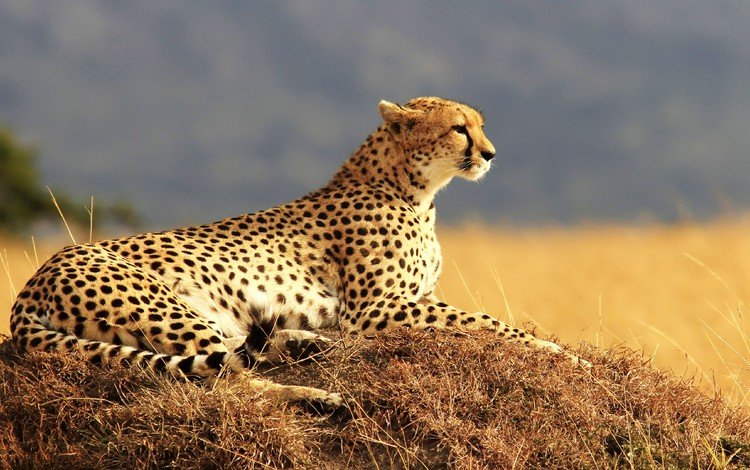 хищник, большая кошка, отдыхает, гепард, predator, big cat, resting, cheetah