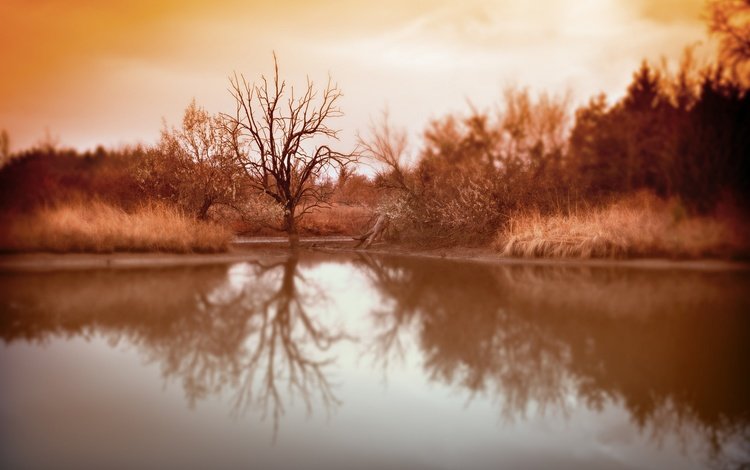 озеро, дерево, отражение, фон, осень, lake, tree, reflection, background, autumn