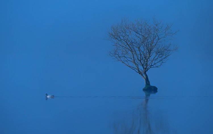 озеро, дерево, отражение, туман, птица, утка, lake, tree, reflection, fog, bird, duck