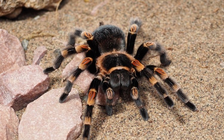 паук, крупным планом, тарантул, spider, closeup, tarantula