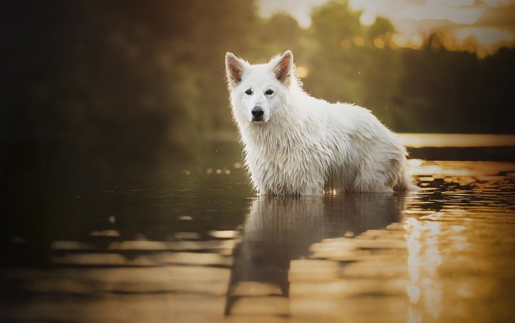 собака, пес, мокрый, в воде, белая швейцарская овчарка, dog, wet, in the water, the white swiss shepherd dog