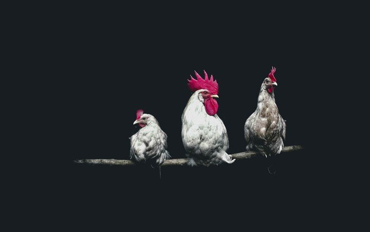 птицы, черный фон, петух, курицы, birds, black background, cock, chicken