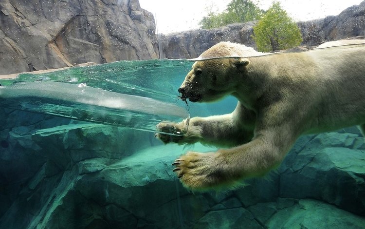 вода, медведь, лёд, плавание, белый медведь, зоопарк, water, bear, ice, swimming, polar bear, zoo