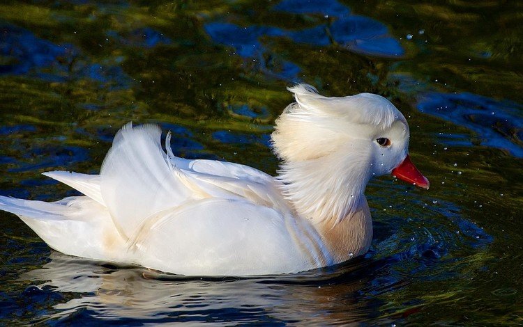 вода, отражение, птица, клюв, перья, утка, плывет, water, reflection, bird, beak, feathers, duck, floats
