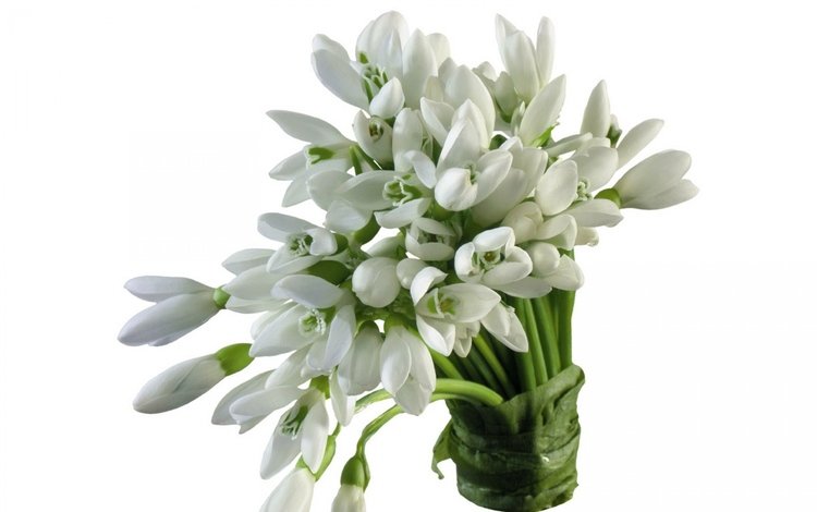 цветы, весна, букет, белый фон, белые, подснежники, flowers, spring, bouquet, white background, white, snowdrops