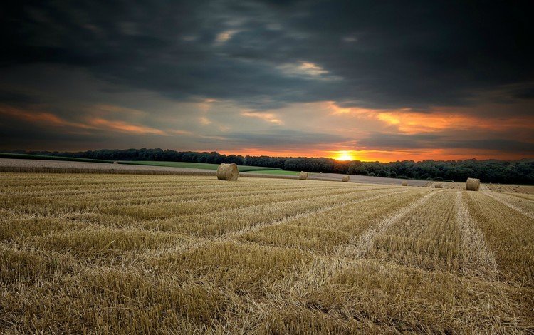 небо, пшеница, трава, сумерки, облака, природа, закат, пейзаж, поле, горизонт, the sky, wheat, grass, twilight, clouds, nature, sunset, landscape, field, horizon