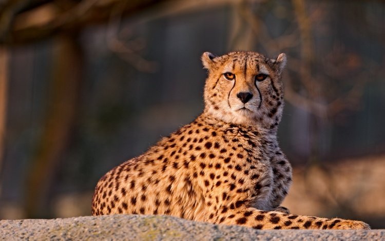 природа, гепард, nature, cheetah