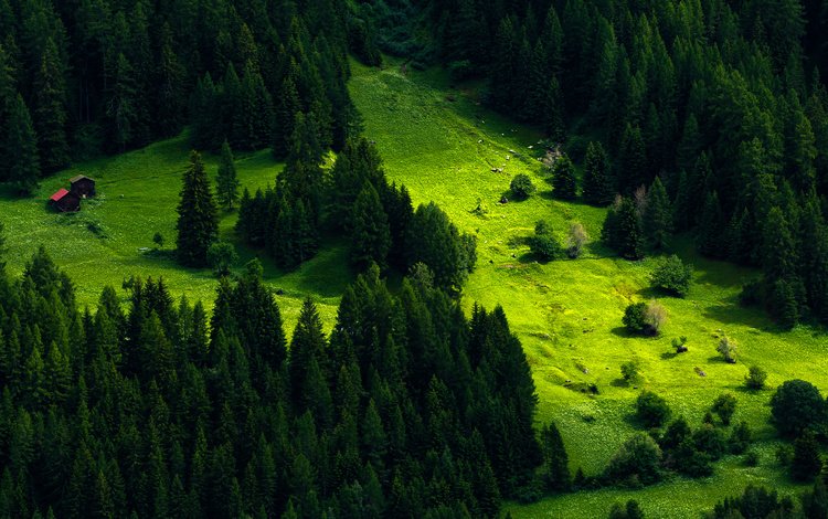 деревья, природа, лес, швейцария, луг, пихта, trees, nature, forest, switzerland, meadow, fir