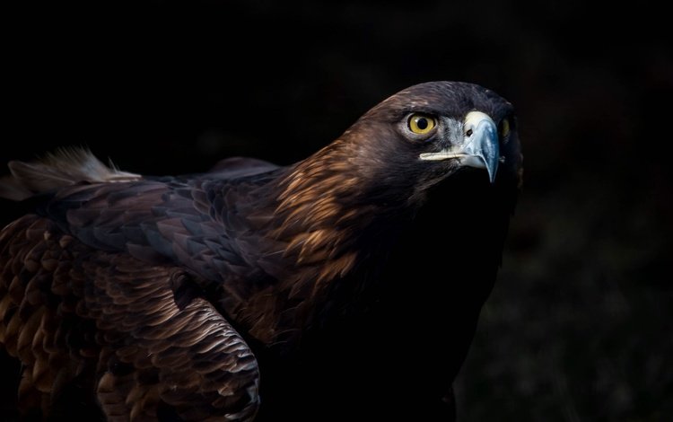 взгляд, птица, клюв, темный фон, беркут, оперение, хищная, золотой орел, look, bird, beak, the dark background, eagle, tail, predatory, golden eagle