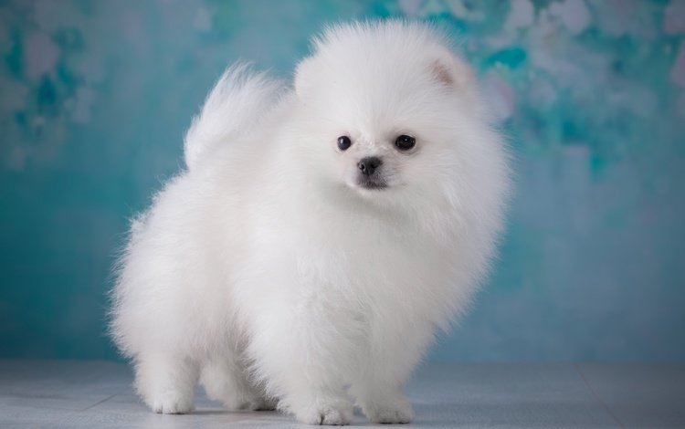 мордочка, взгляд, пушистый, белый, собака, щенок, шпиц, muzzle, look, fluffy, white, dog, puppy, spitz