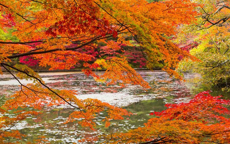 река, природа, лес, листья, ветки, осень, river, nature, forest, leaves, branches, autumn
