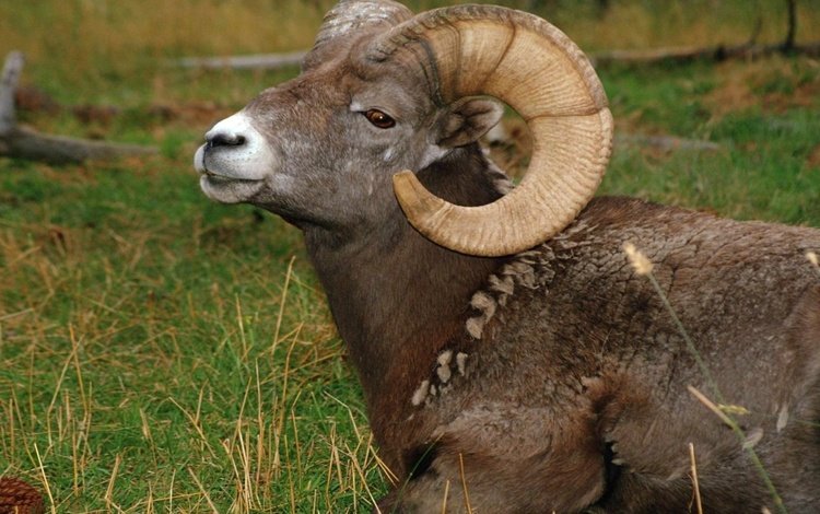 трава, животное, рога, баран, grass, animal, horns, ram