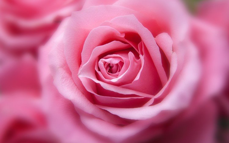 цветок, роза, лепестки, бутон, розовые, крупным планом, flower, rose, petals, bud, pink, closeup