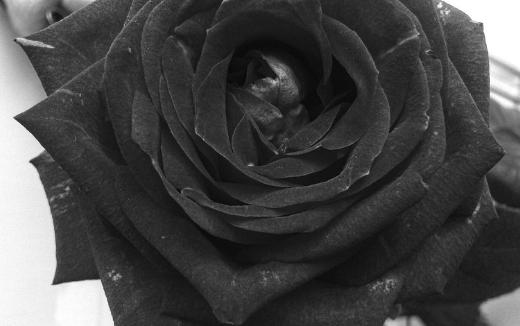 цветок, роза, лепестки, чёрно-белое, flower, rose, petals, black and white