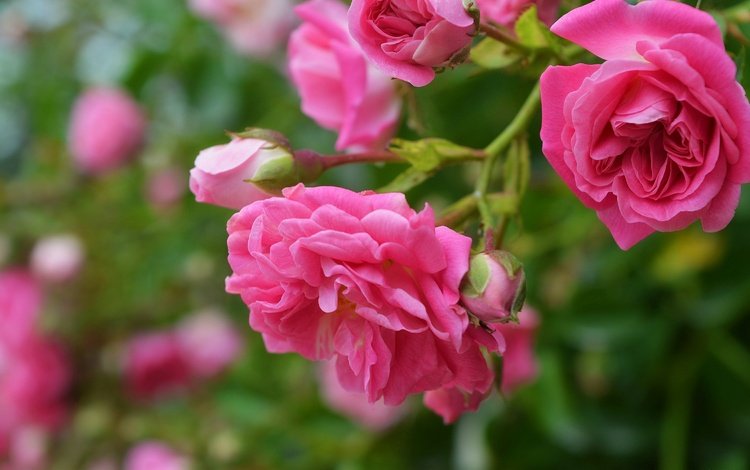 цветы, бутоны, макро, роза, лепестки, розовая роза, flowers, buds, macro, rose, petals, pink rose