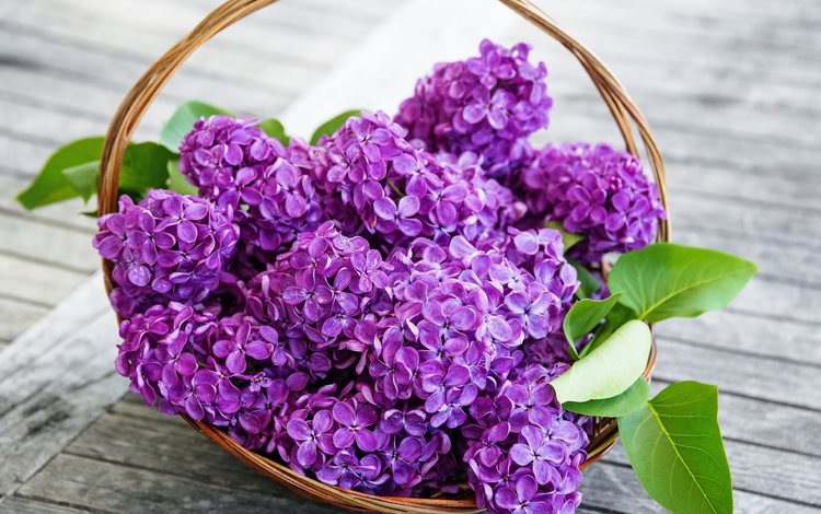цветы, весна, сирень, корзинка, flowers, spring, lilac, basket
