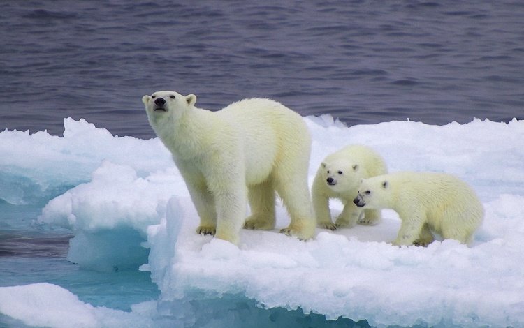 снег, лёд, медведи, белый медведь, детеныши, медвежата, snow, ice, bears, polar bear, cubs