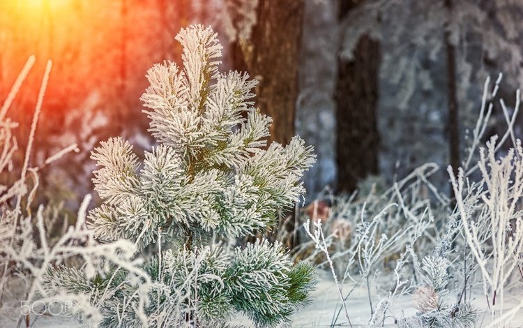 снег, природа, растения, лес, зима, мороз, иней, ёлочка, snow, nature, plants, forest, winter, frost, herringbone