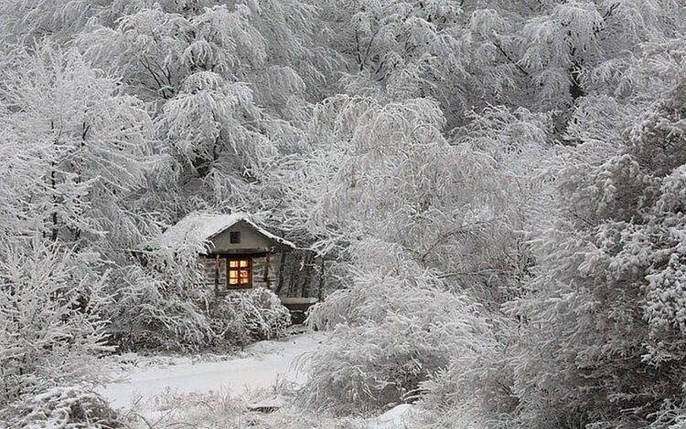 деревья, снег, лес, зима, ветки, иней, домик, окно, trees, snow, forest, winter, branches, frost, house, window