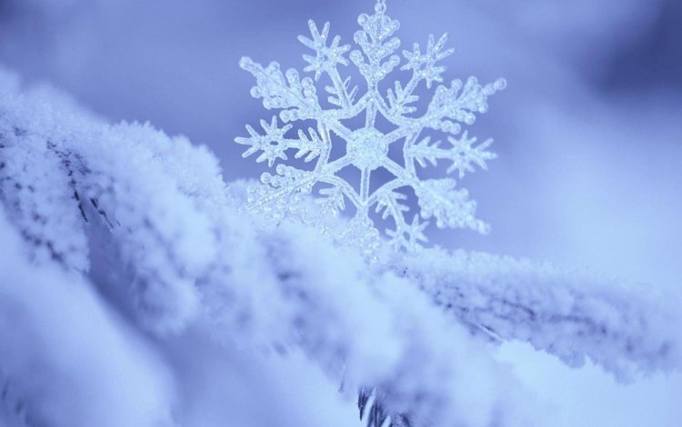 ветка, снег, природа, зима, макро, снежинка, branch, snow, nature, winter, macro, snowflake