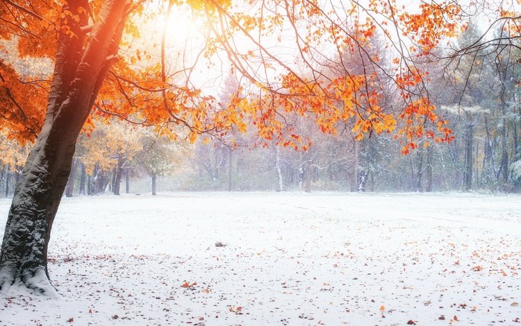 снег, природа, зима, парк, осень, осенние листья,     дерево, snow, nature, winter, park, autumn, autumn leaves, tree