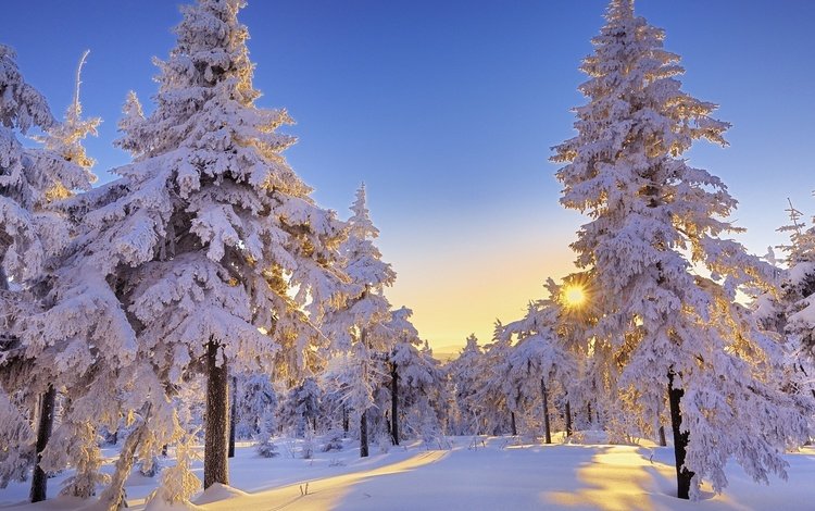 небо,  деревья, солнце, снег, зима, утро, сосны, ели, солнечный день, the sky, trees, the sun, snow, winter, morning, pine, ate, sunny day