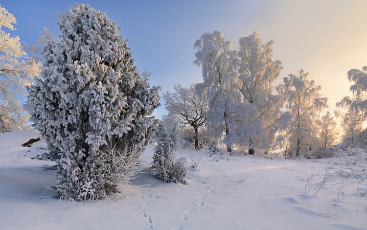 деревья, снег, зима, пейзаж, иней, швеция,     деревья, trees, snow, winter, landscape, frost, sweden