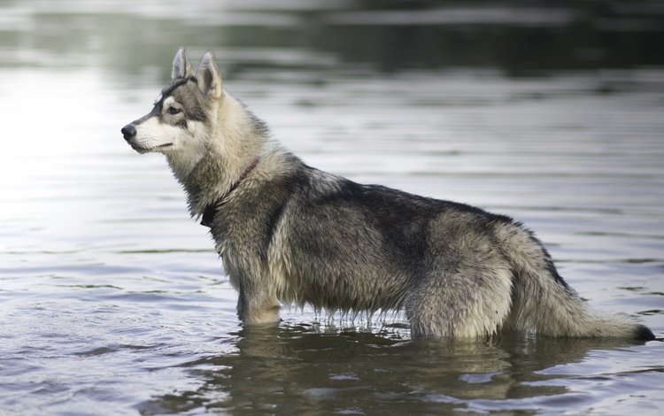 мордочка, взгляд, собака, профиль, хаски, в воде, muzzle, look, dog, profile, husky, in the water
