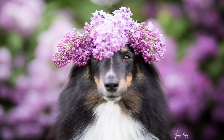цветы, собака, размытость, венок, сирень, колли, шотландская овчарка, flowers, dog, blur, wreath, lilac, collie, scottish shepherd