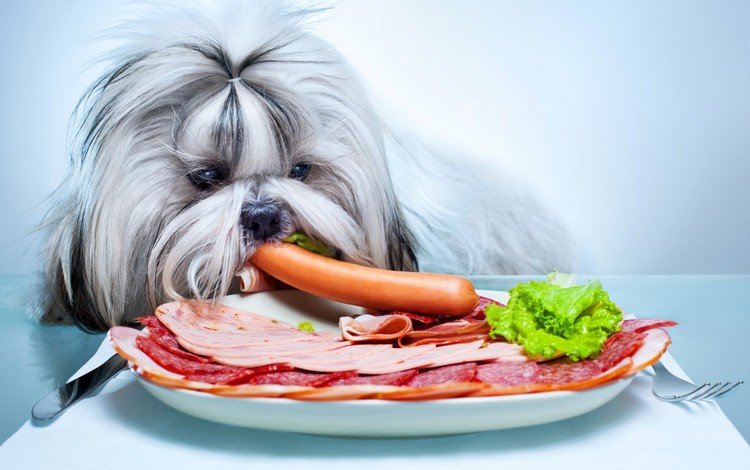 стол, собака, тарелка, колбаса, сосиска, болонка, ши-тцу, голодный, ворует, steals, table, dog, plate, sausage, lapdog, shih tzu, hungry